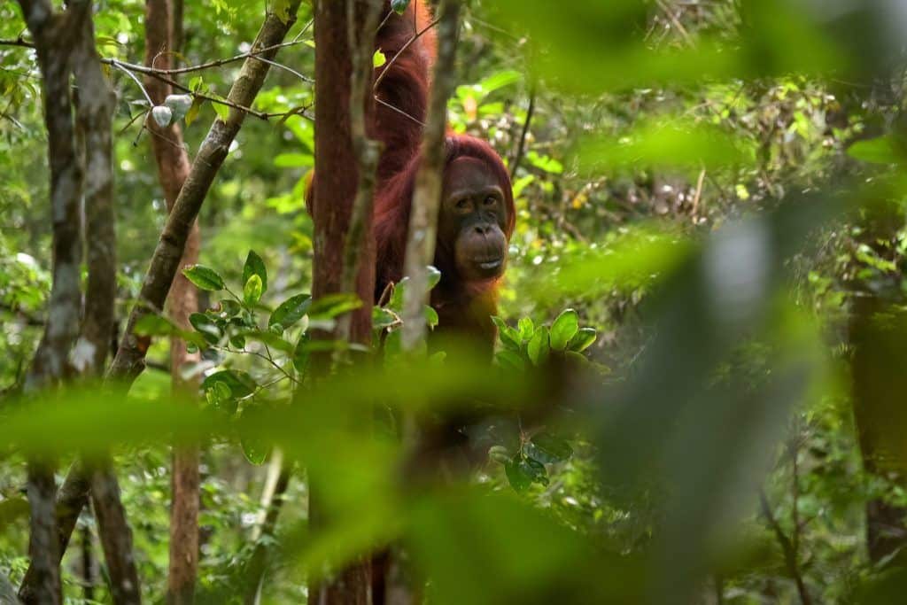Die Orang-Utans sind das Aushängeschild Borneos – die Insel ist aber auch landschaftlich wunderschön. Foto: Unsplash