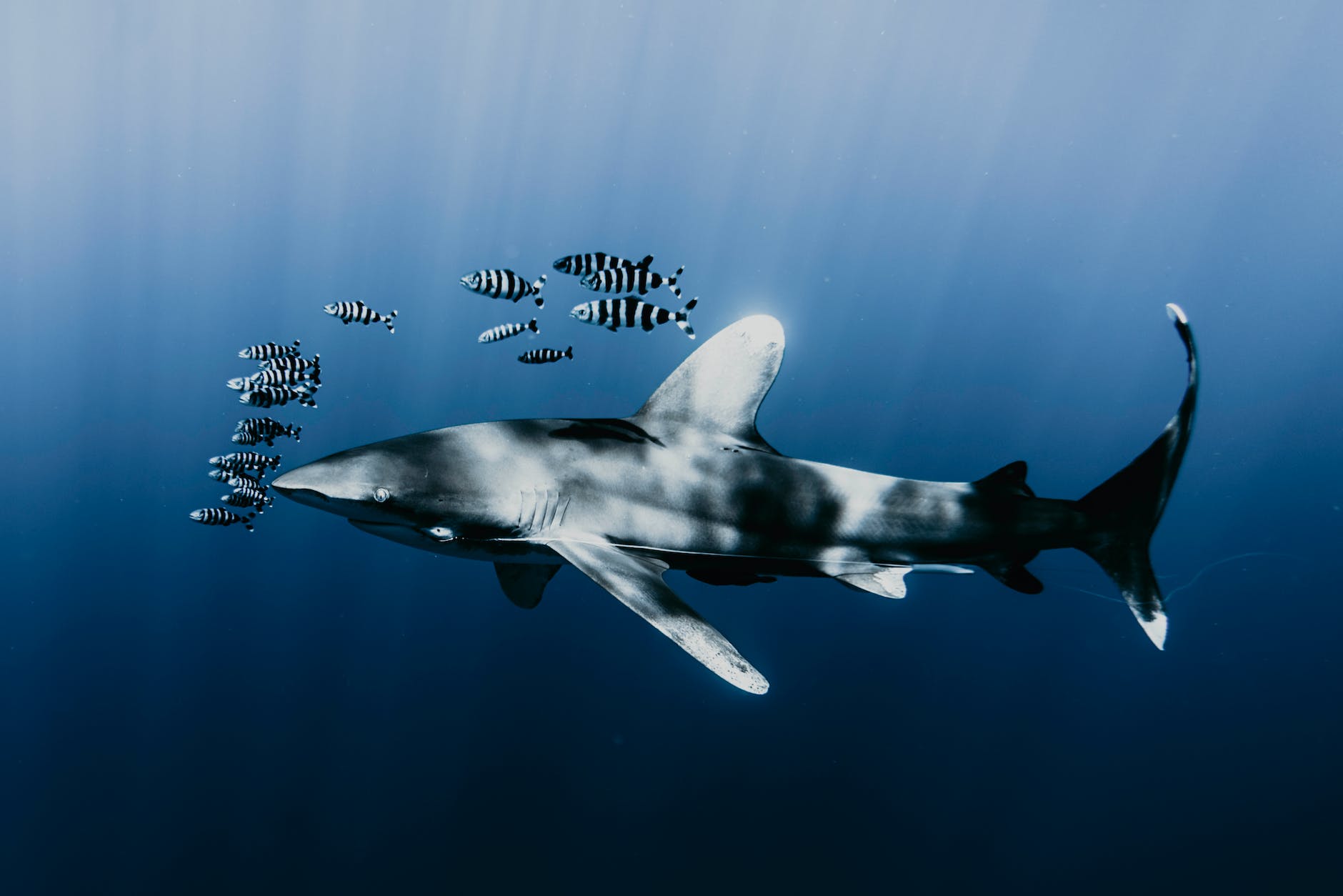 De longimanus is een iconische haai in de Rode Zee - duikers gaan op speciale duiktrips om hem te zien. Hij wordt als relatief nieuwsgierig en agressief beschouwd.