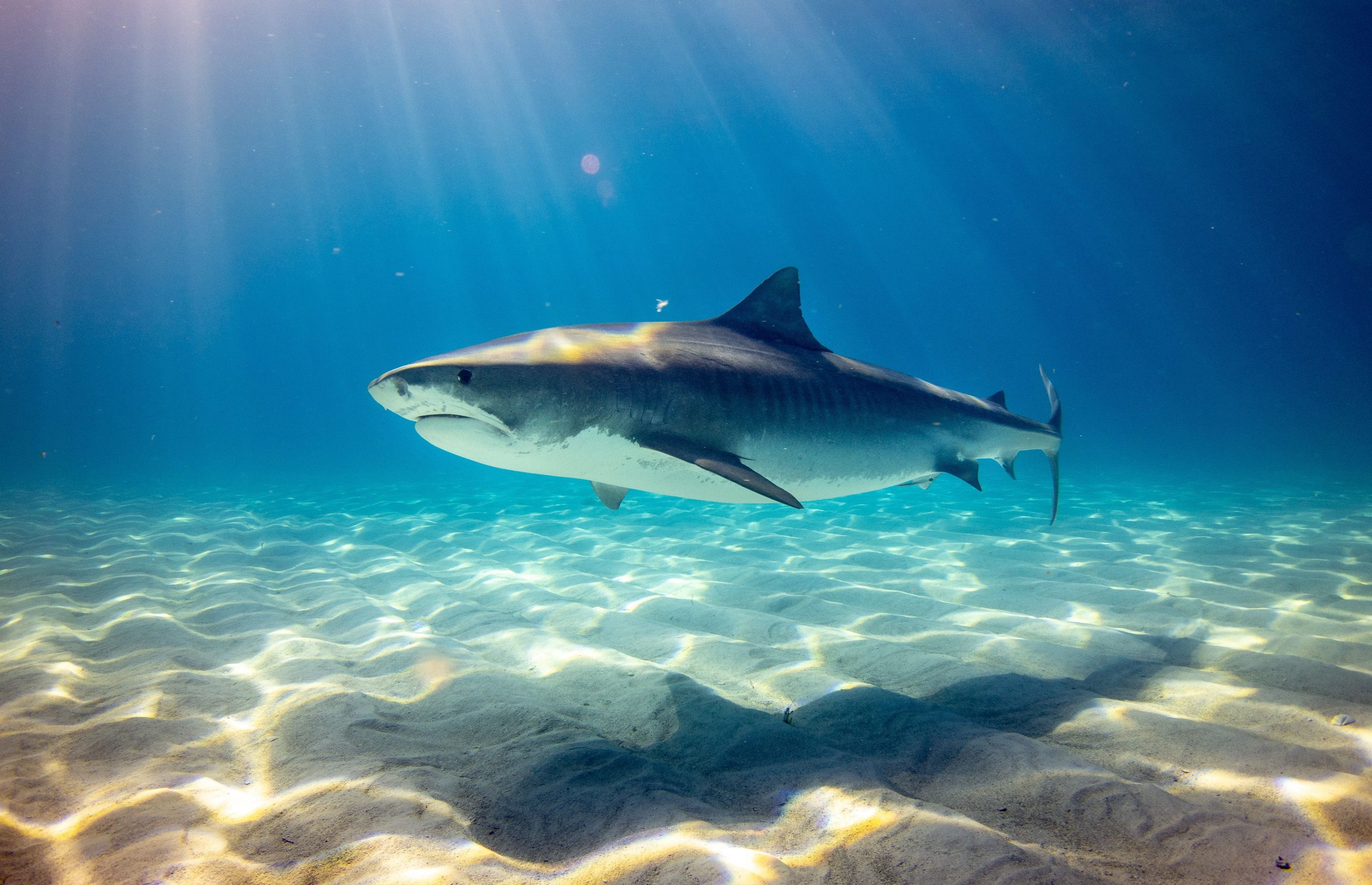 Hai-Arten im Mittelmeer – gefährlich für Urlauber beim Schwimmen? 11 Wie genial wäre es, beim Tauchen im Mittelmeer einem Tigerhai zu begegnen? Die Wahrscheinlichkeit geht gegen 0 – die Tiere sollen jedoch aus wärmeren Gefilden ins Mittelmeer eingewandert sein. Foto: Unsplash