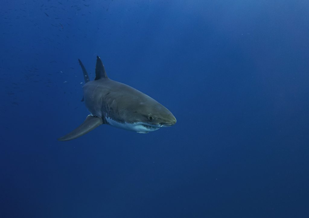 Grande squalo bianco Il grande squalo bianco in Australia ribalta il kayak di una ragazza