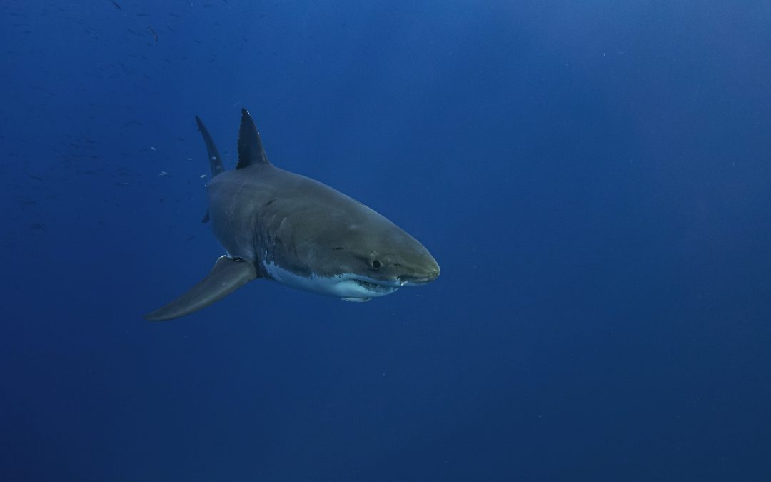 Grote witte haai doorbreekt kooi - incident kan soorten beter beschermen