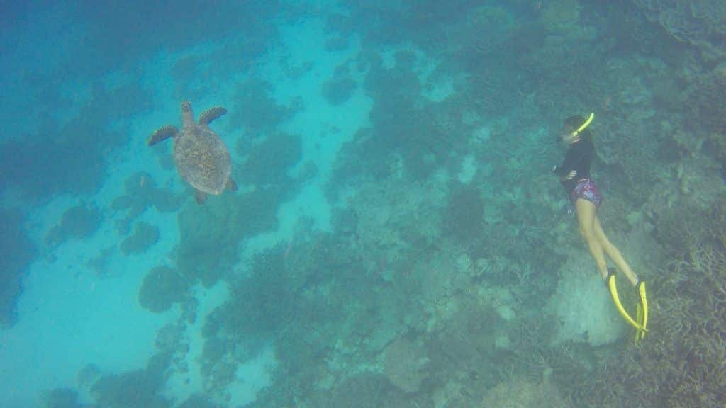Snorkling på Maldiverna: Sköldpaddor, örnrockor och hajar är inte ovanliga. Foto: Sascha Tegtmeyer
