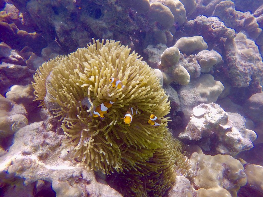 Anemone fish: In Thailand, you can also discover countless marine animals while snorkeling. Photo: Sascha Tegtmeyer