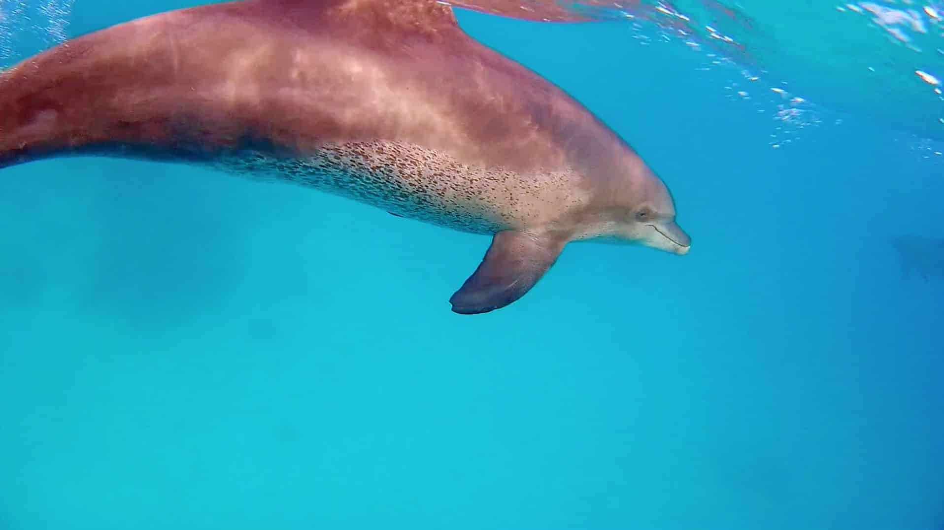 Nadar con delfines en el Mar Rojo es una experiencia inolvidable, siempre y cuando se realice de forma respetuosa con los animales. Foto: Sascha Tegtmeyer