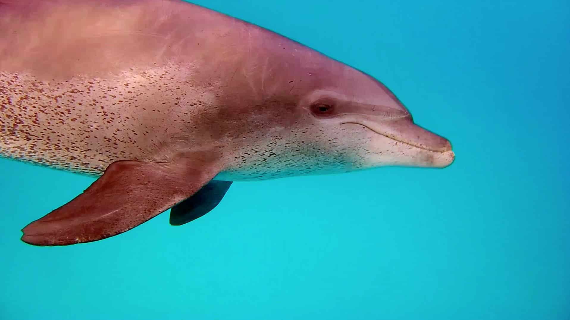 Swim with free dolphins: eye to eye with the bottlenose dolphin. Photo: Sascha Tegtmeyer