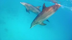 Dolfijnen in de Rode Zee: toeristen kunnen op verschillende plaatsen met dolfijnen zwemmen. Foto: Sascha Tegtmeyer