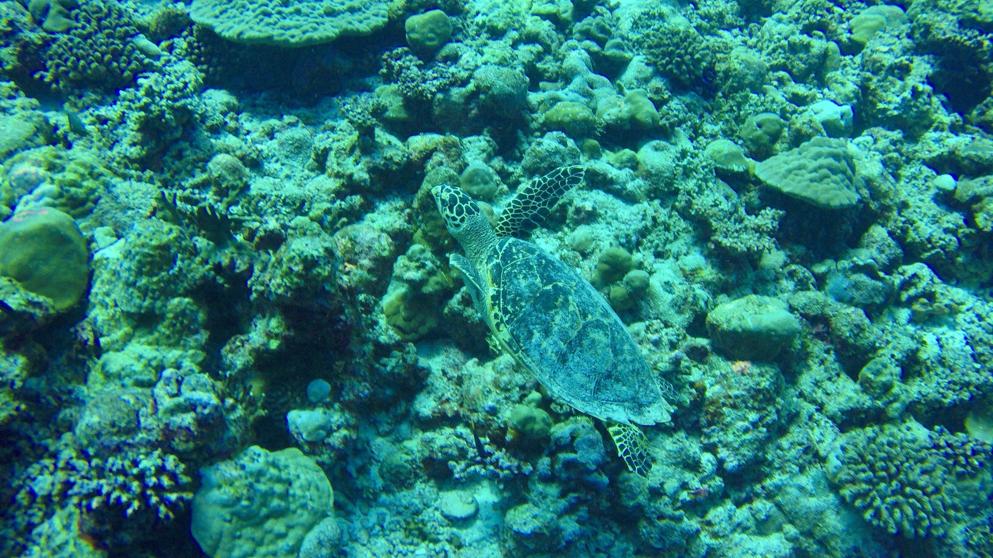 Schildpadden zijn alomtegenwoordig op Coco Bodu Hithi - ze zijn ook te vinden tijdens het snorkelen in de lagune en op het huisrif. Foto: Sascha Tegtmeyer Reisverslag Coco Bodu Hithi Maldives-ervaringen