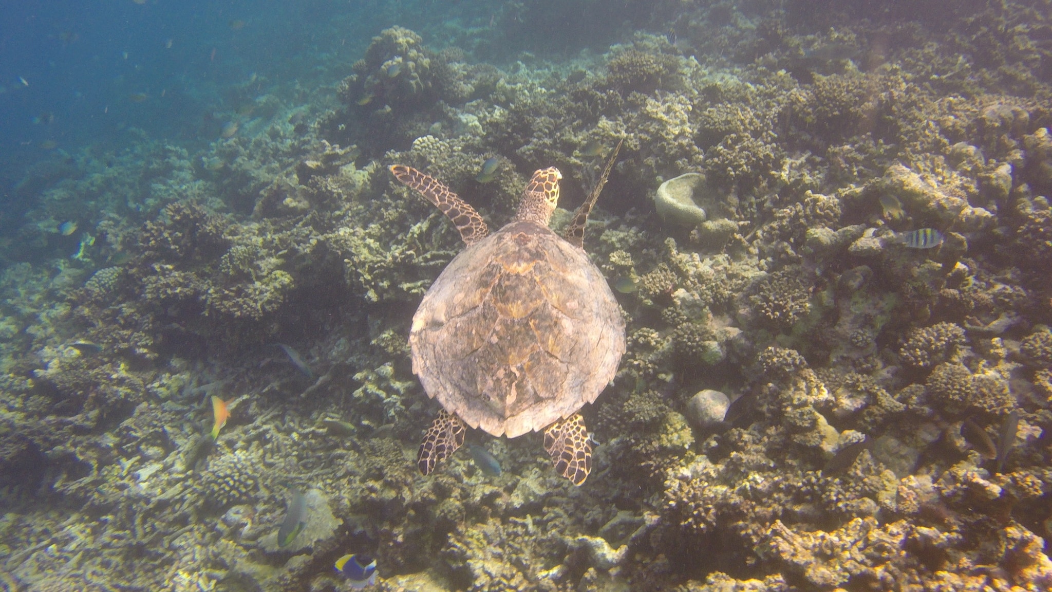 Pak je onderwatercamera - of hoesje voor je smartphone - er zijn tonnen schildpadden om te fotograferen. Foto: Sascha Tegtmeyer Reisverslag Coco Bodu Hithi Maldives-ervaringen