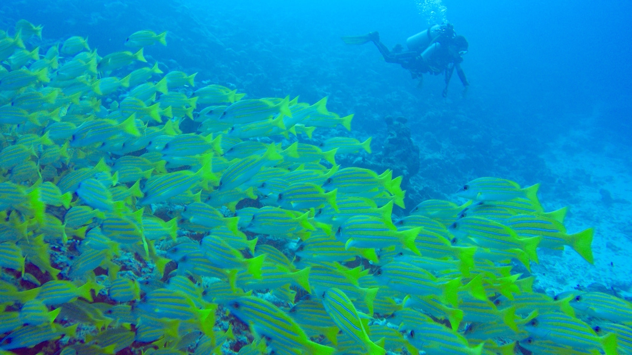 Hin und wieder findest du beim Tauchen auf den Malediven auch einen richtig großen Fischschwarm. Foto: Sascha Tegtmeyer Reisebericht Coco Bodu Hithi Malediven Erfahrungen