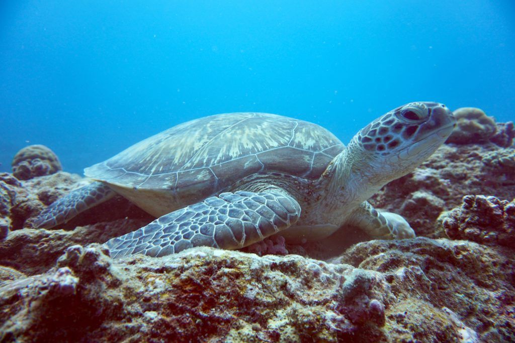 Quando ti immergi a Mauritius, puoi scoprire le tartarughe in molti luoghi. © Sascha Tegtmeyer