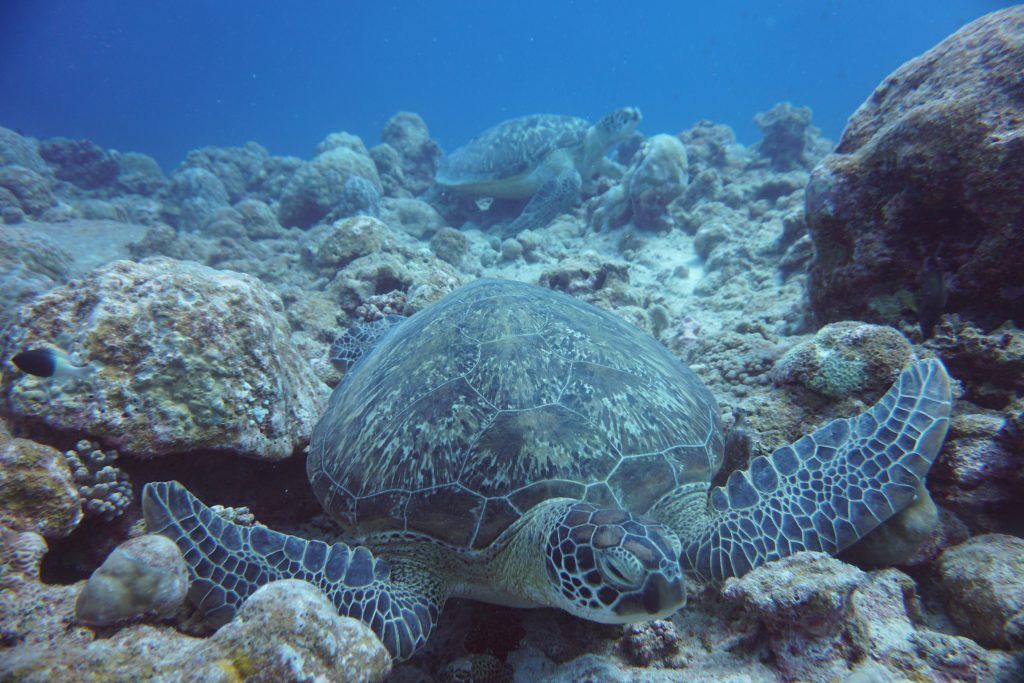 Beim Tauchen und Schnorcheln auf Mauritius könnt Ihr zahlreiche Meeresschildkröten entdecken. © Sascha Tegtmeyer