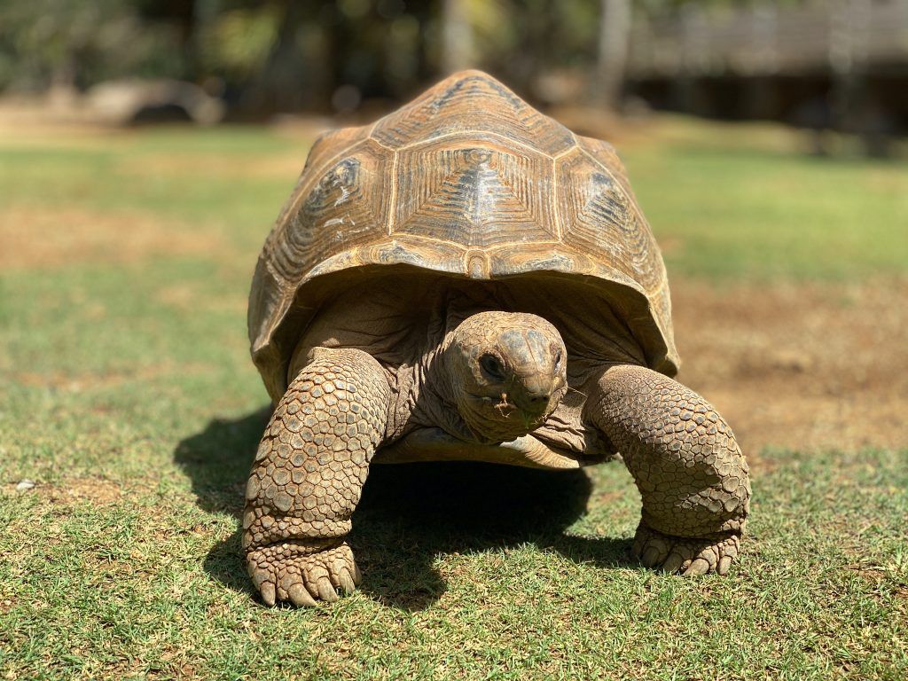 Vielerorts kann man auf Mauritius Riesenschildkröten beobachten – wir waren im La Vanille Nationalpark auf Entdeckungstour mit den urzeitlichen Riesen. © Sascha Tegtmeyer