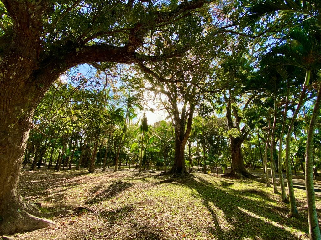 Der Sir Seewoosagur Ramgoolam Botanical Garden (Pamplemousses Botanical Garden) ist ein Naturpark nördlich von Port Louis. © Sascha Tegtmeyer