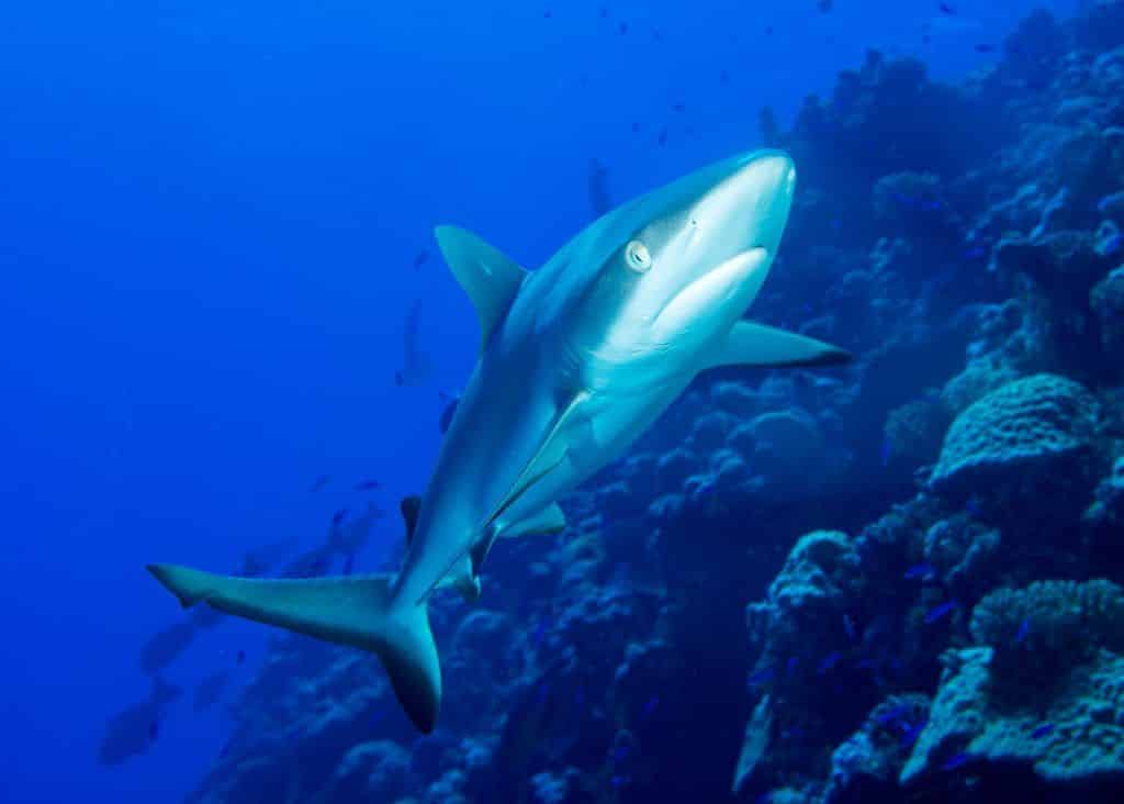 Hajar på Mauritius: Gråhajen är relativt vanlig i Indiska oceanens vatten. Foto: Unsplash