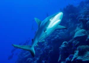 Squali alle Mauritius: lo squalo grigio è relativamente comune nelle acque dell'Oceano Indiano. Foto: Unsplash