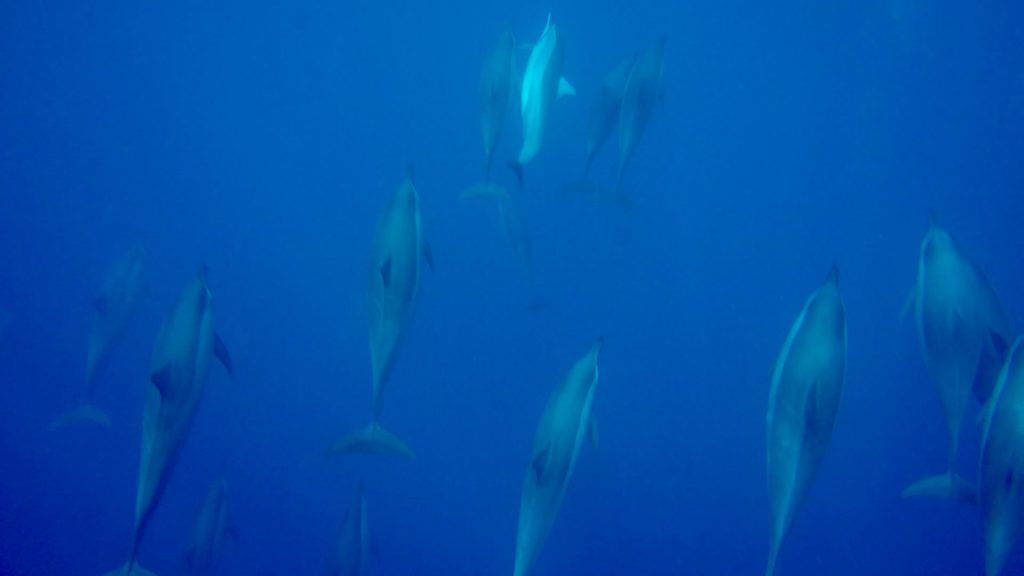Nadar con delfines Experiencias en Mauricio Snorkel Vacaciones TravelImage 23 01 2020 09 54 31 Vacaciones de aventura: consejos, destinos de viaje y recomendaciones