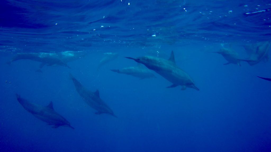 Eine Begegnung mit wilden Delfinen gehört zu den spektakulärsten Erlebnissen, die Ihr auf Mauritius haben könnt. Foto: Sascha Tegtmeyer