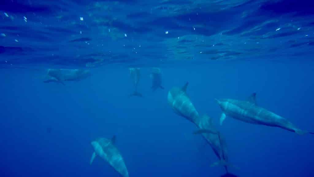 Zwemmen met dolfijnen in Mauritius: We gingen snorkelen met de zeezoogdieren en noteerden onze ervaringen. Foto: Sascha Tegtmeyer