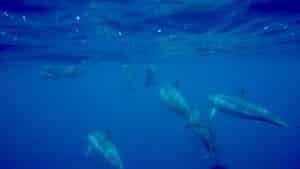 Schwimmen mit Delfinen auf Mauritius: Wir waren mit den Meeressäugern schnorcheln und haben Euch mal unsere Erfahrungen aufgeschrieben. Foto: Sascha Tegtmeyer