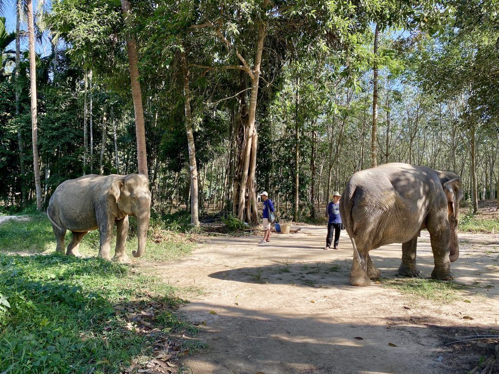 Pfleger kümmern sich liebevoll um die Elefanten im Phuket Elephant Sanctuary. Foto: Sascha Tegtmeyer