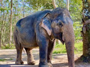 Besøgende kan komme helt tæt på elefanterne i reservatet. Foto: Sascha Tegtmeyer