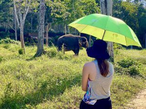 Het Phuket Elephant Sanctuary sensibiliseert bezoekers voor de zorgen van olifanten. Foto: Sascha Tegtmeyer