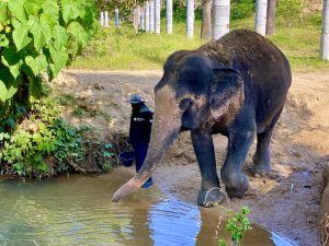 Vad utmärker Phuket Elephant Sanctuary? Jag tittade närmare på anläggningen. Foto: Sascha Tegtmeyer