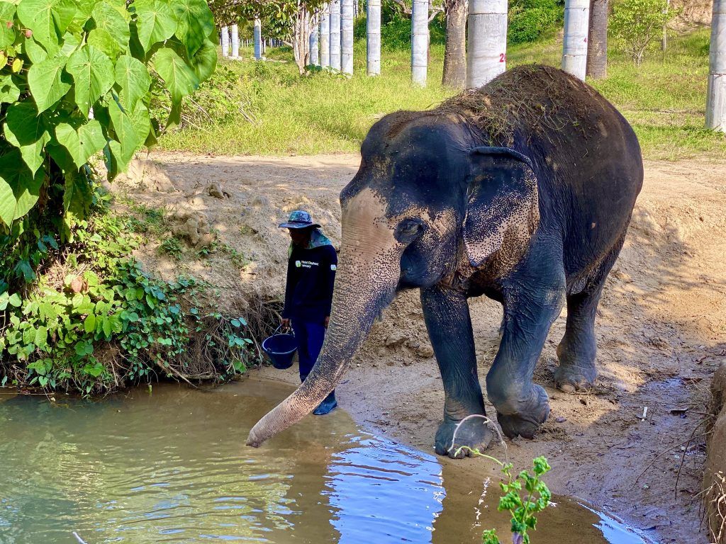 Die geschundenen Elefanten werden im Phuket Elephant Sanctuary medizinisch versorgt und liebevoll gepflegt. Foto: Sascha Tegtmeyer