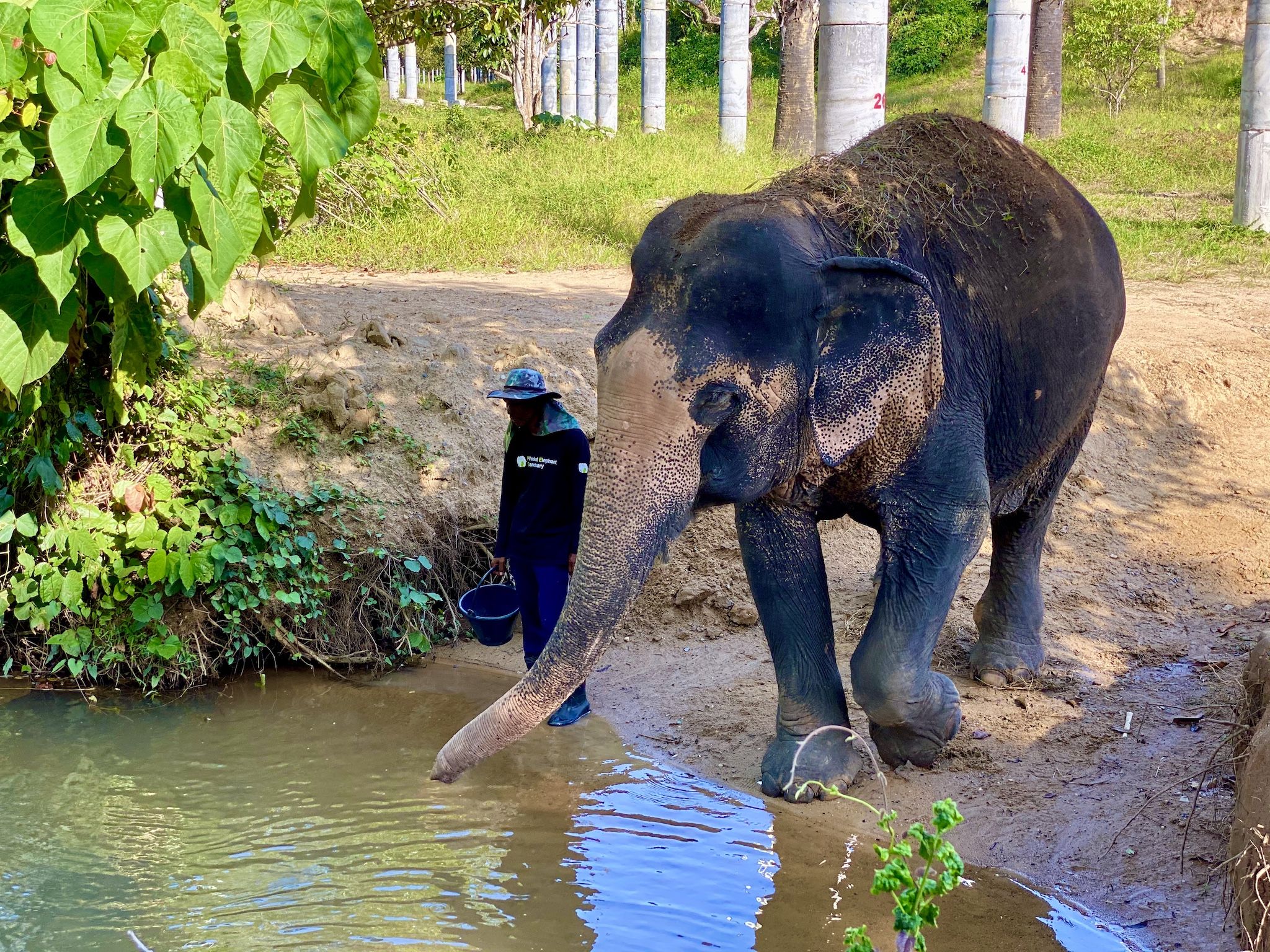 The battered elephants are medically cared for and lovingly cared for in the Phuket Elephant Sanctuary. Photo: Sascha Tegtmeyer