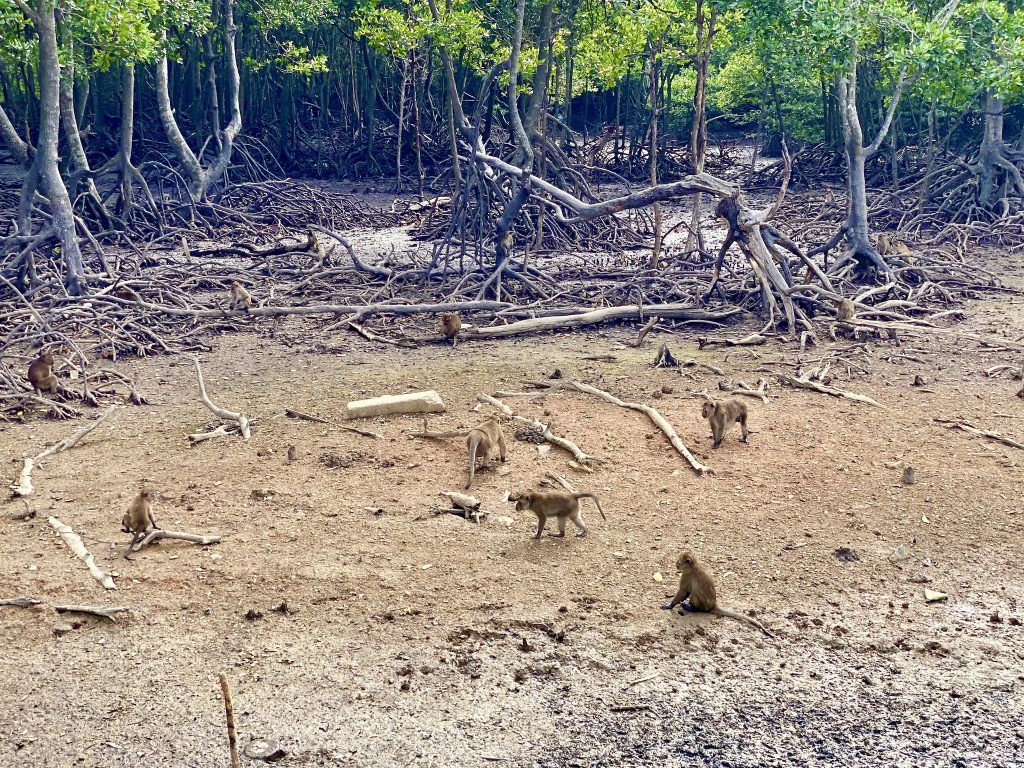 Zwischen Phuket Stadt und Koh Sire: Die Affen leben im Sumpf. Foto: Sascha Tegtmeyer