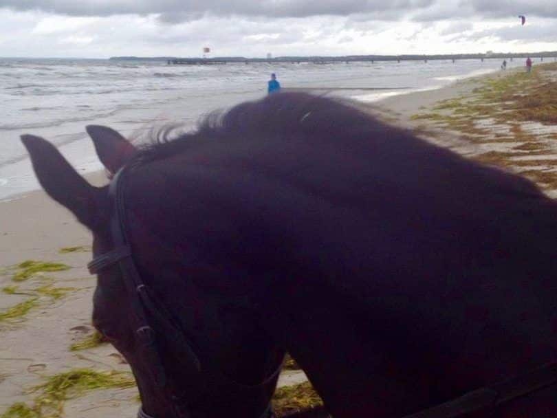Riding on the beach: Some riders are drawn to the water in wind and weather. Photo: Luisa Praetorius Baltic Sea, sea, riding on the beach, Scharbeutz, Haffkrug, Timmendorfer beach, Sierksdorf, Lübeck Bay, vacation, travel, weekend, beach, beach vacation, dolphins, porpoises, whales, sailing, boats, stand up paddling, environment, Nature, wildlife, surfing, windsurfing, SUP, diving, beach chair, beach chair rental, boat rentals, boats, ships, Travemünde,