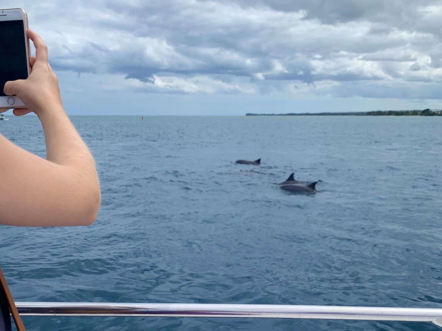 Delfine beobachten auf Mauritius: viele Tourenanbieter bedrängen die Tiere leider.