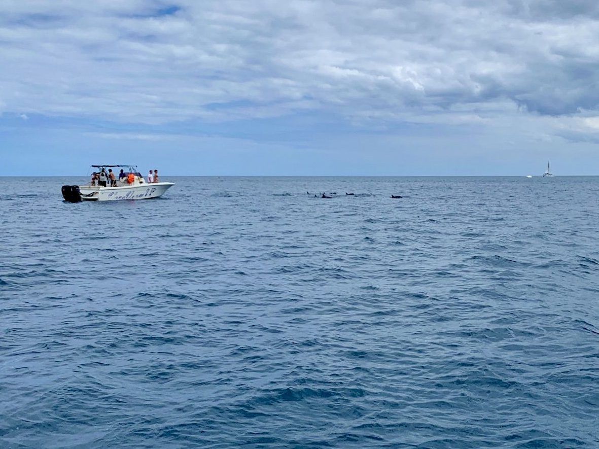 Wo eine Gruppe Delfine ist, befindet sich meistens auch schon ein Ausflugsboot.