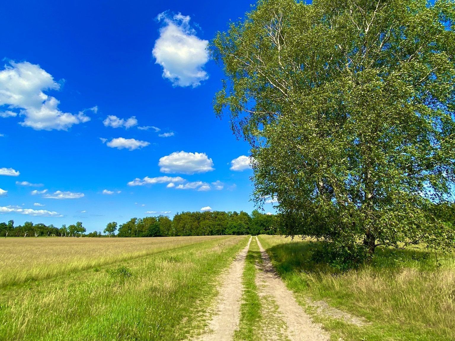 Puur natuur: tijdens een korte vakantie op de Lüneburger Heide kun je wandelen, joggen en op ontdekkingstocht gaan. Foto: Sascha Tegtmeyer