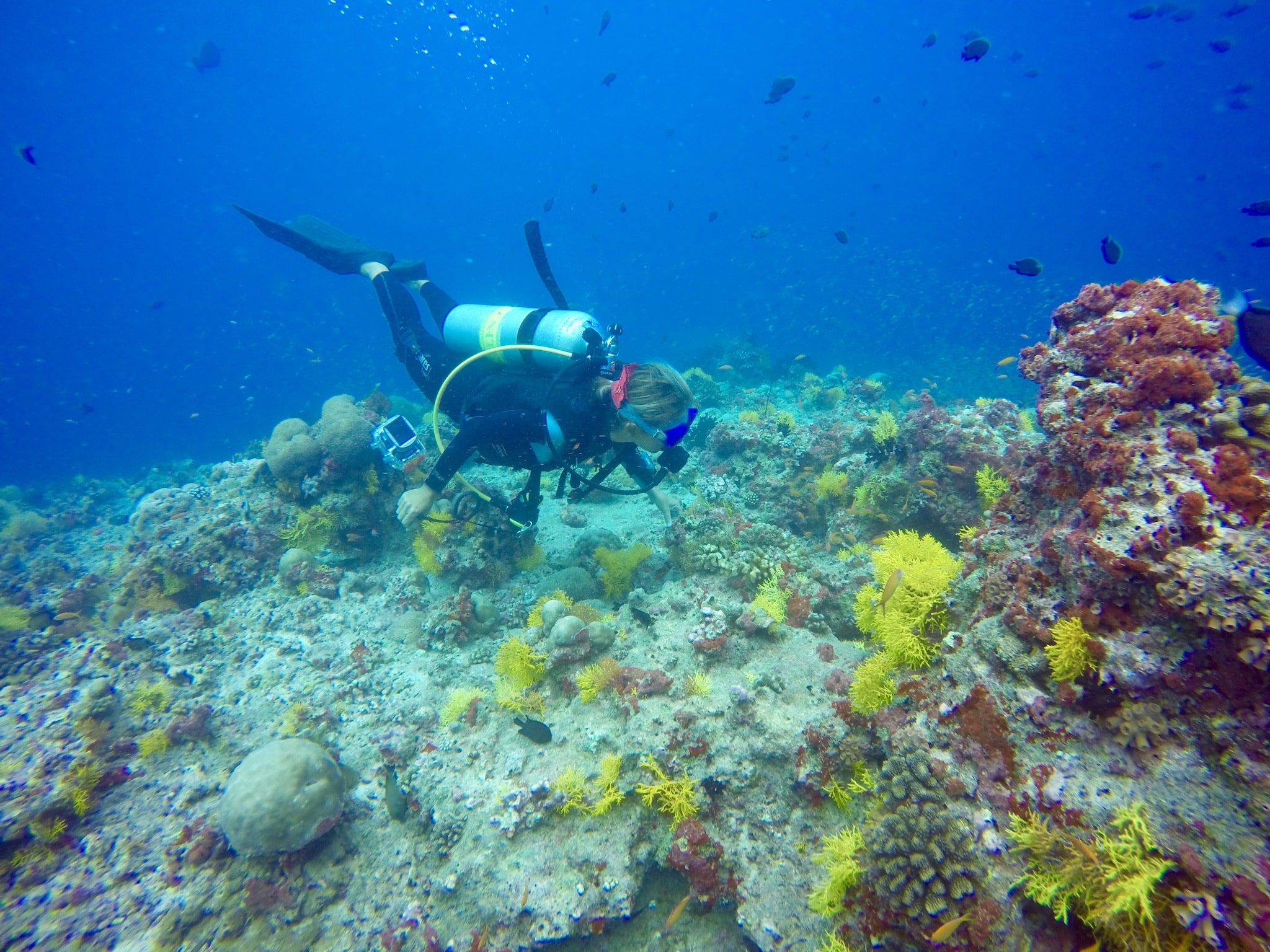 Tauchen auf den Malediven: unter Wasser gibt es unglaublich viel zu entdecken. Foto: Sascha Tegtmeyer Reisebericht Malediven Tipps