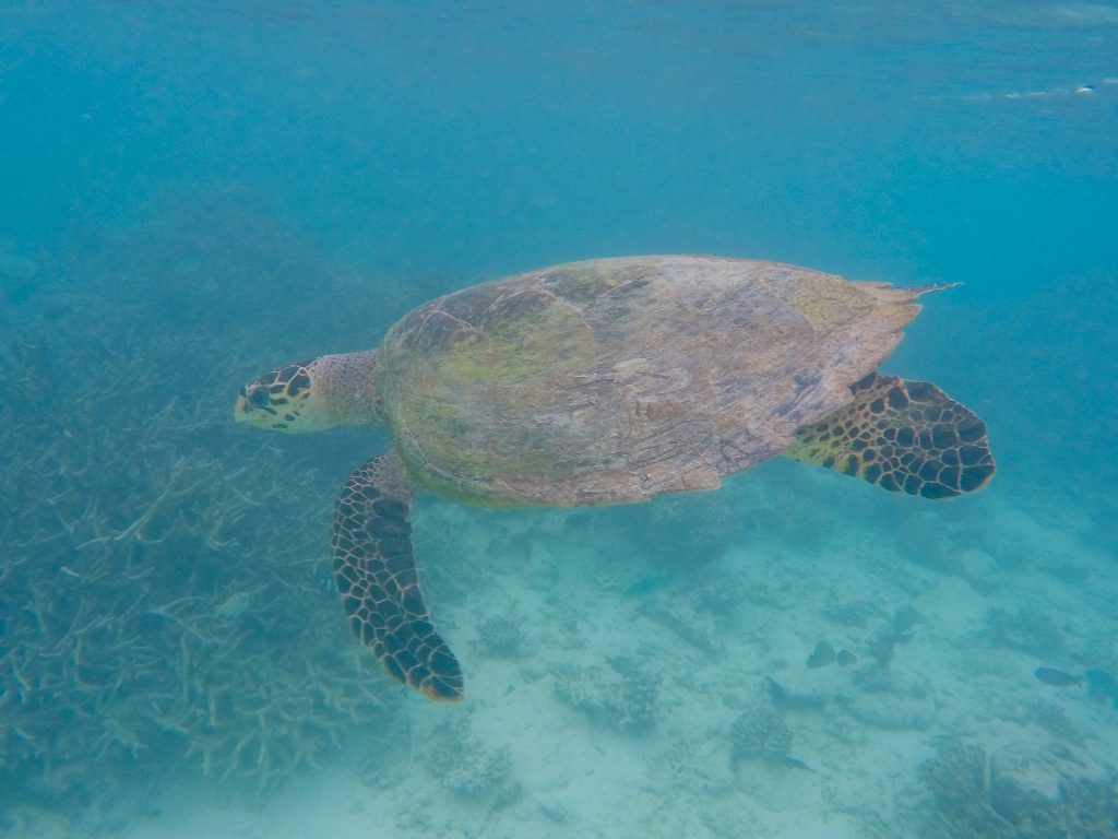 Me encontré con una tortuga mientras buceaba justo en frente de mi villa en la playa en la laguna; nadamos juntos durante unos 30 minutos antes de que desapareciera nuevamente. Foto: Sascha Tegtmeyer Informe de viaje Consejos para Maldivas