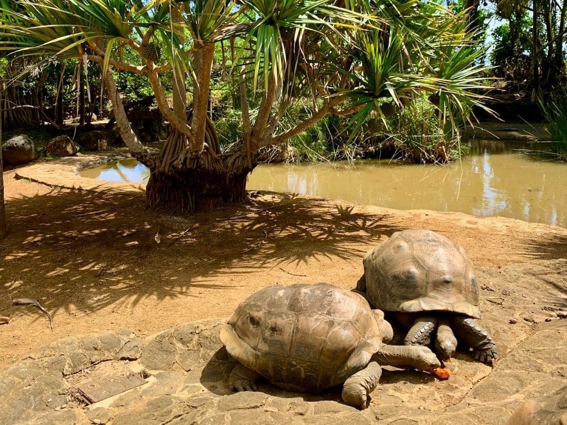 Im La Vanille Naturpark kann man sich die Aldabra Riesenschildkröten ganz aus der Nähe anschauen. © Sascha Tegtmeyer