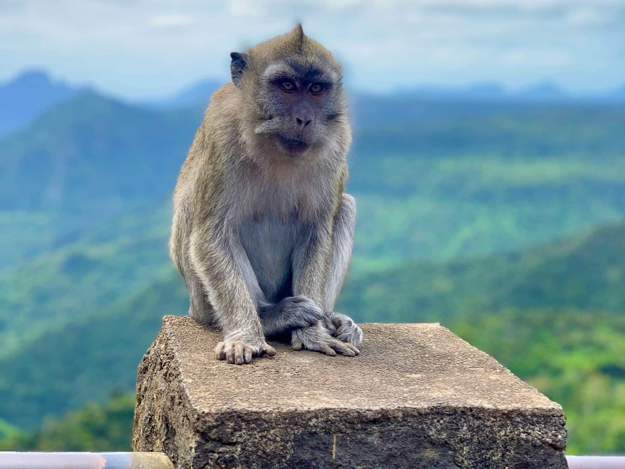 Auf Mauritius gibt es in den Wäldern noch freilebende Affen.