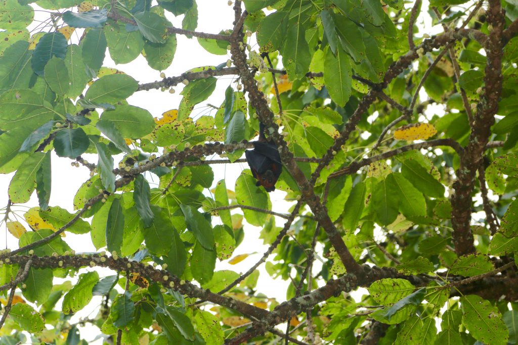 Expériences de safari de plongée en Thaïlande Photo : Sascha Tegtmeyer