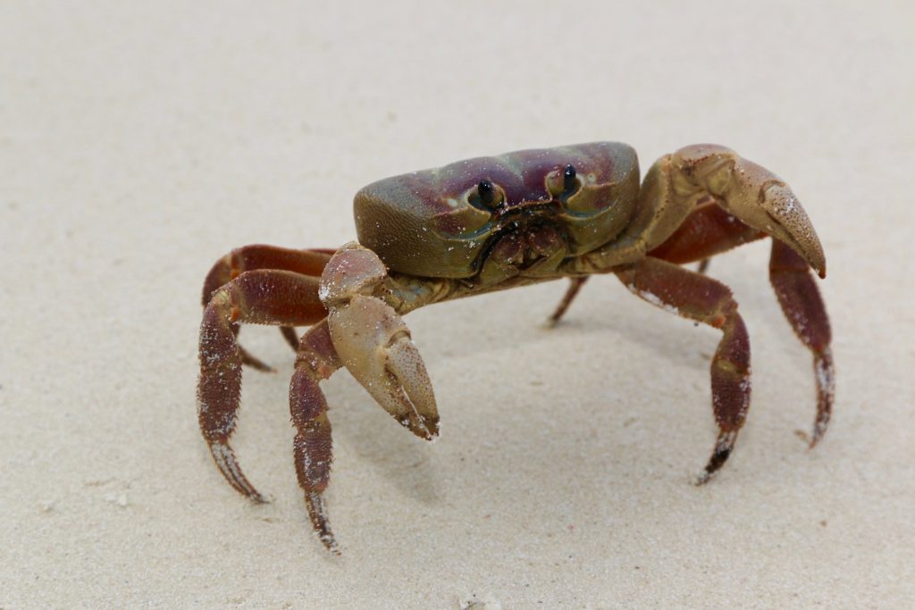 Thailand diving safari experiences Photo: Sascha Tegtmeyer