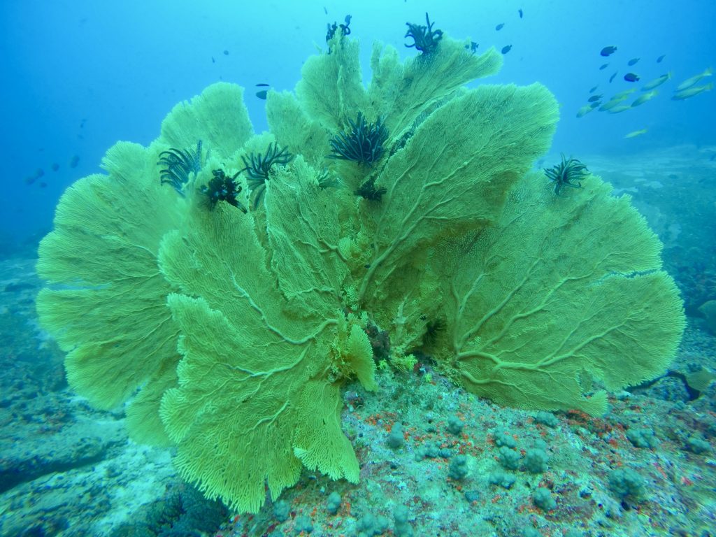 Thailand diving safari experiences Photo: Sascha Tegtmeyer