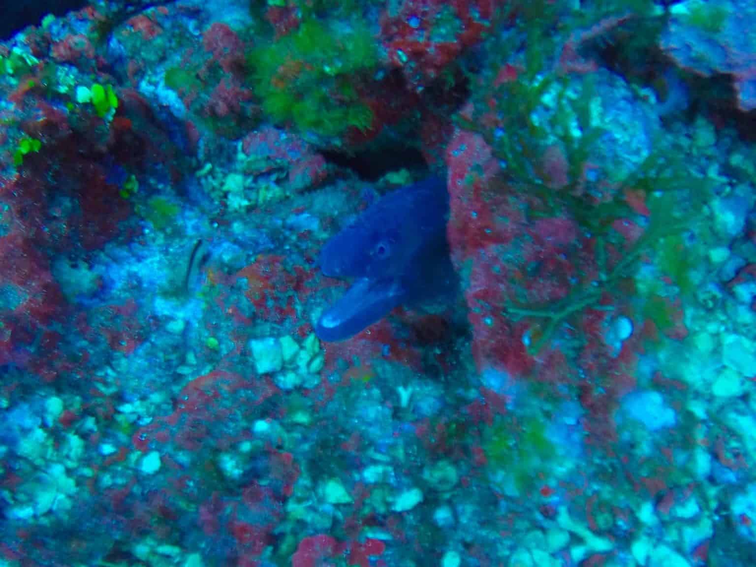 En muræne kan også ses ved Isla Dragonera. Foto: Sascha Tegtmeyer dykning mallorca ferierejse isla dragonera scuba activa