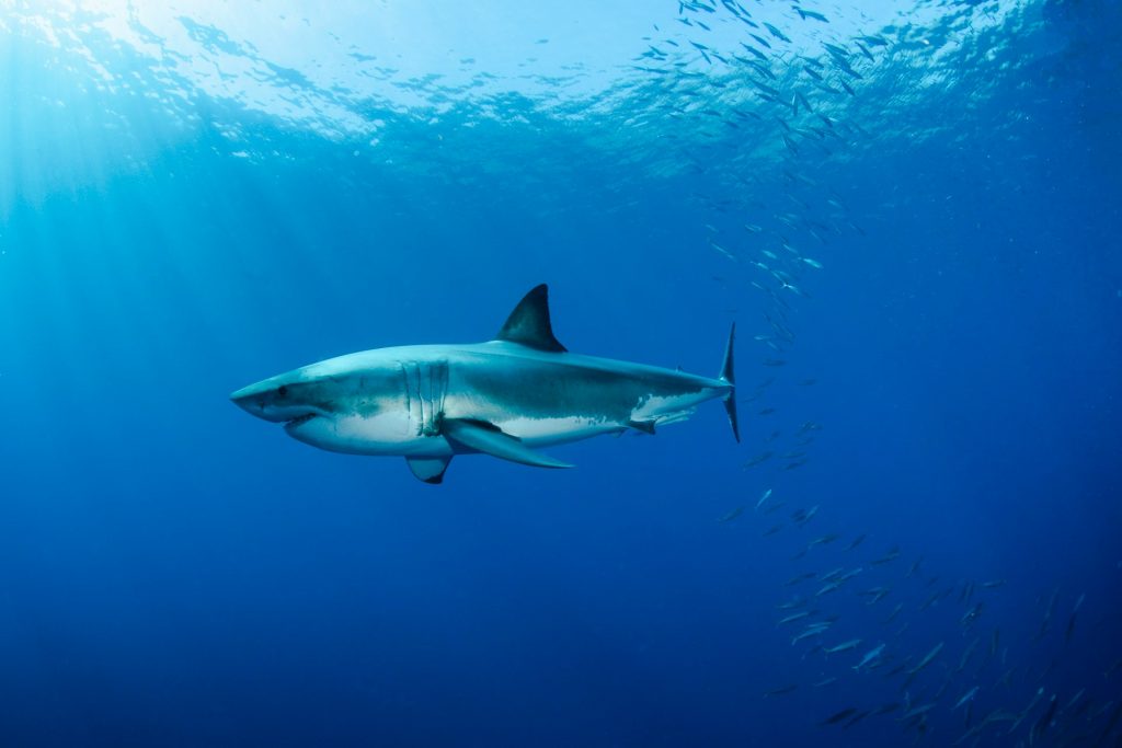 Hai-Arten im Mittelmeer – gefährlich für Urlauber beim Schwimmen? 20 Vor Mallorca wurde erst vor wenigen Jahren ein großer weißer Hai gesehen (Symbolbild).