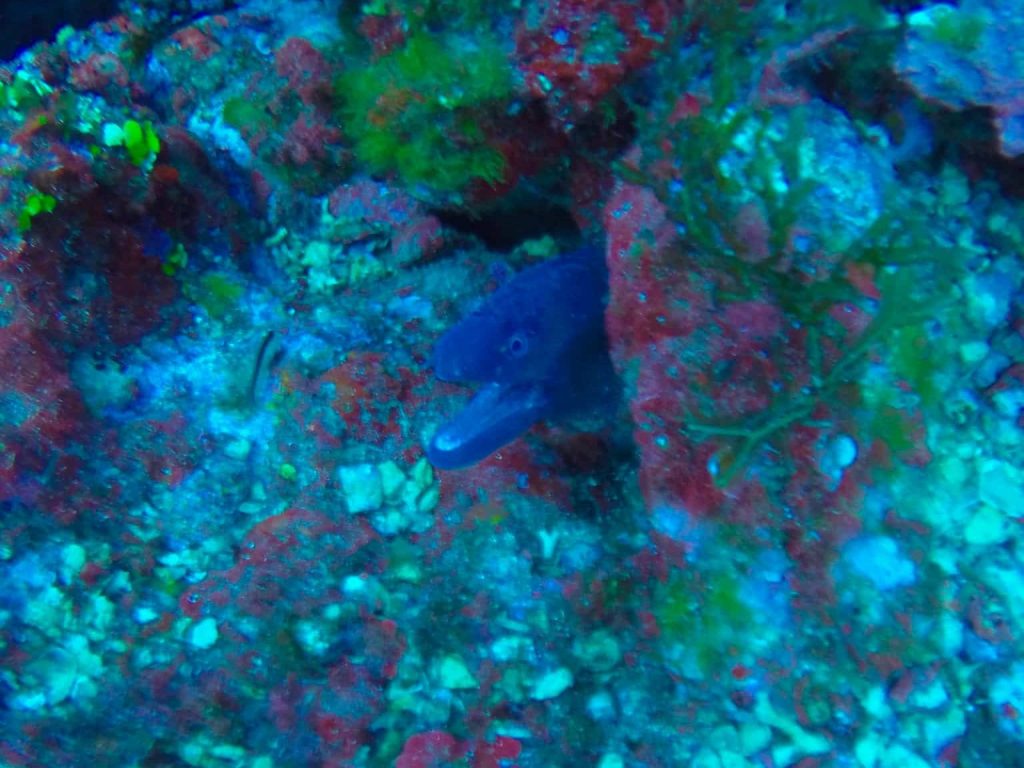 Hai-Arten im Mittelmeer – gefährlich für Urlauber beim Schwimmen? 16 Tauchen auf Mallorca: Auch eine Muräne lässt sich an der Isla Dragonera blicken. Aber ein Hai ist mal wieder weit und breit nicht zu finden. Foto: Sascha Tegtmeyer