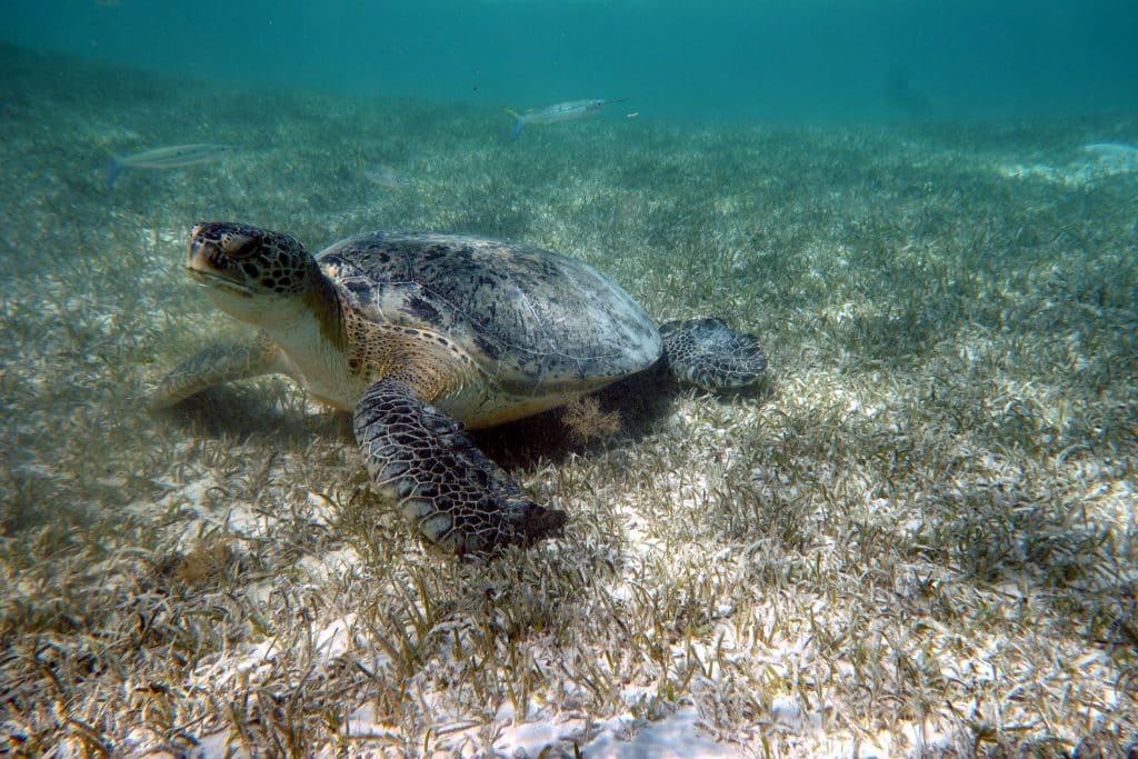 Chillt und relaxt: Die Schildkröte am Hausriff des Three Corners Fayrouz Plaza Beach Resorts liegt gemütlich auf einer Seegraswiese. Foto: Sascha Tegtmeyer