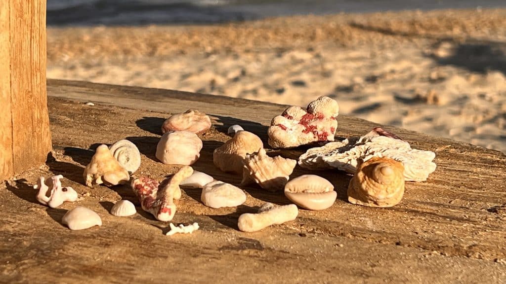 Skaller på stranden: Kigger du dig omkring, finder du nogle spændende strukturer. Men læg den selvfølgelig tilbage bagefter og tag den ikke med. Foto: Sascha Tegtmeyer Rejserapport Marsa Alam Tips Oplevelser - Egypten