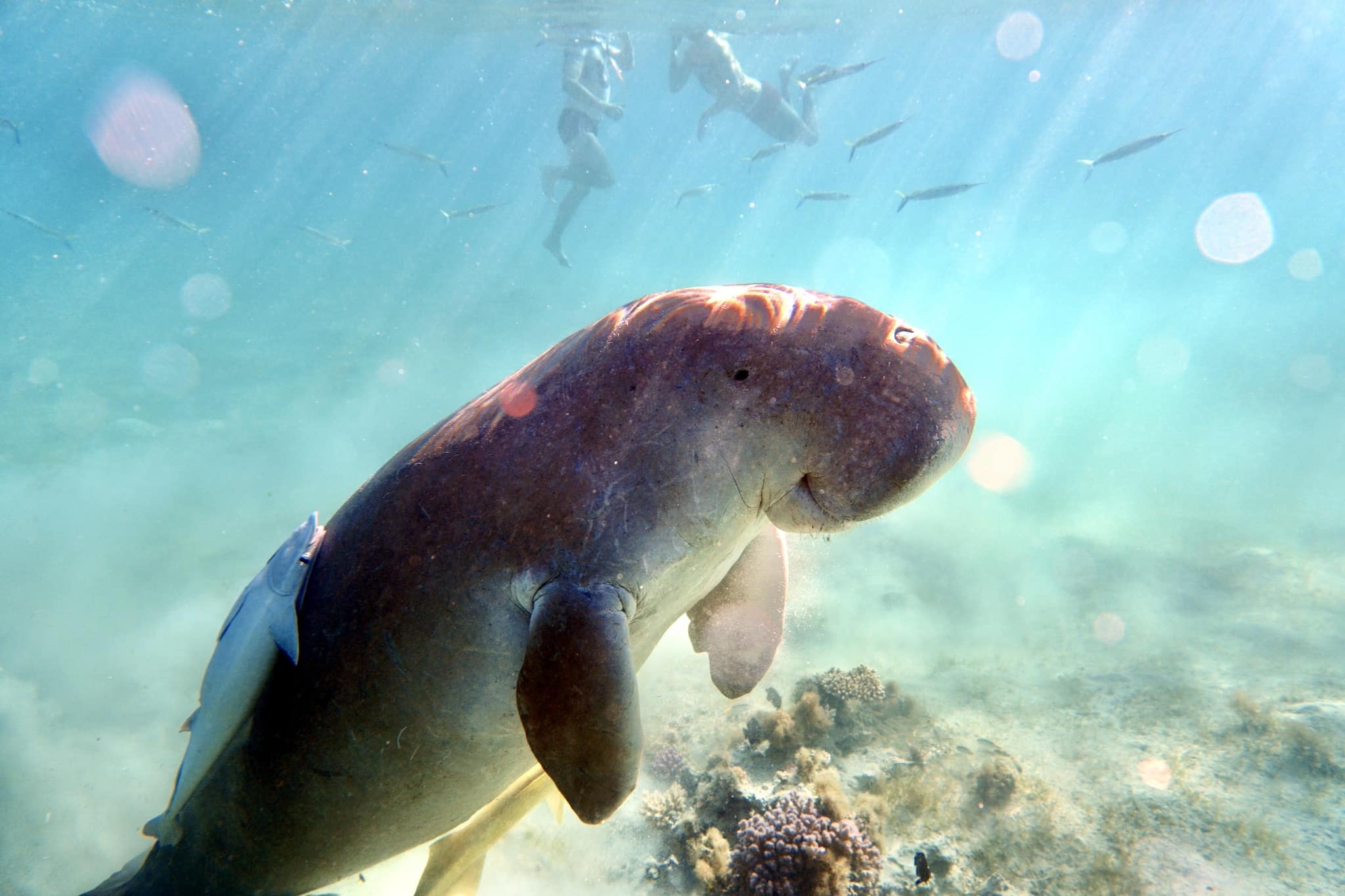 Informe de experiencia sobre manatíes en Egipto: snorkel con el dugongo de Marsa Alam