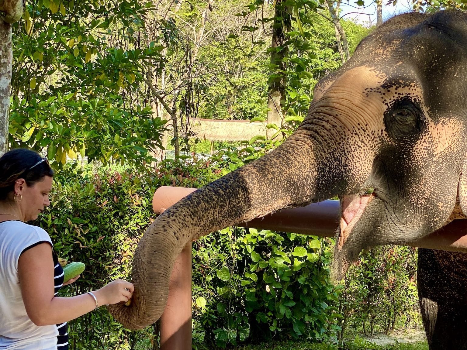 À la fin de la visite, les visiteurs peuvent nourrir les éléphants. Photo: Sascha Tegtmeyer