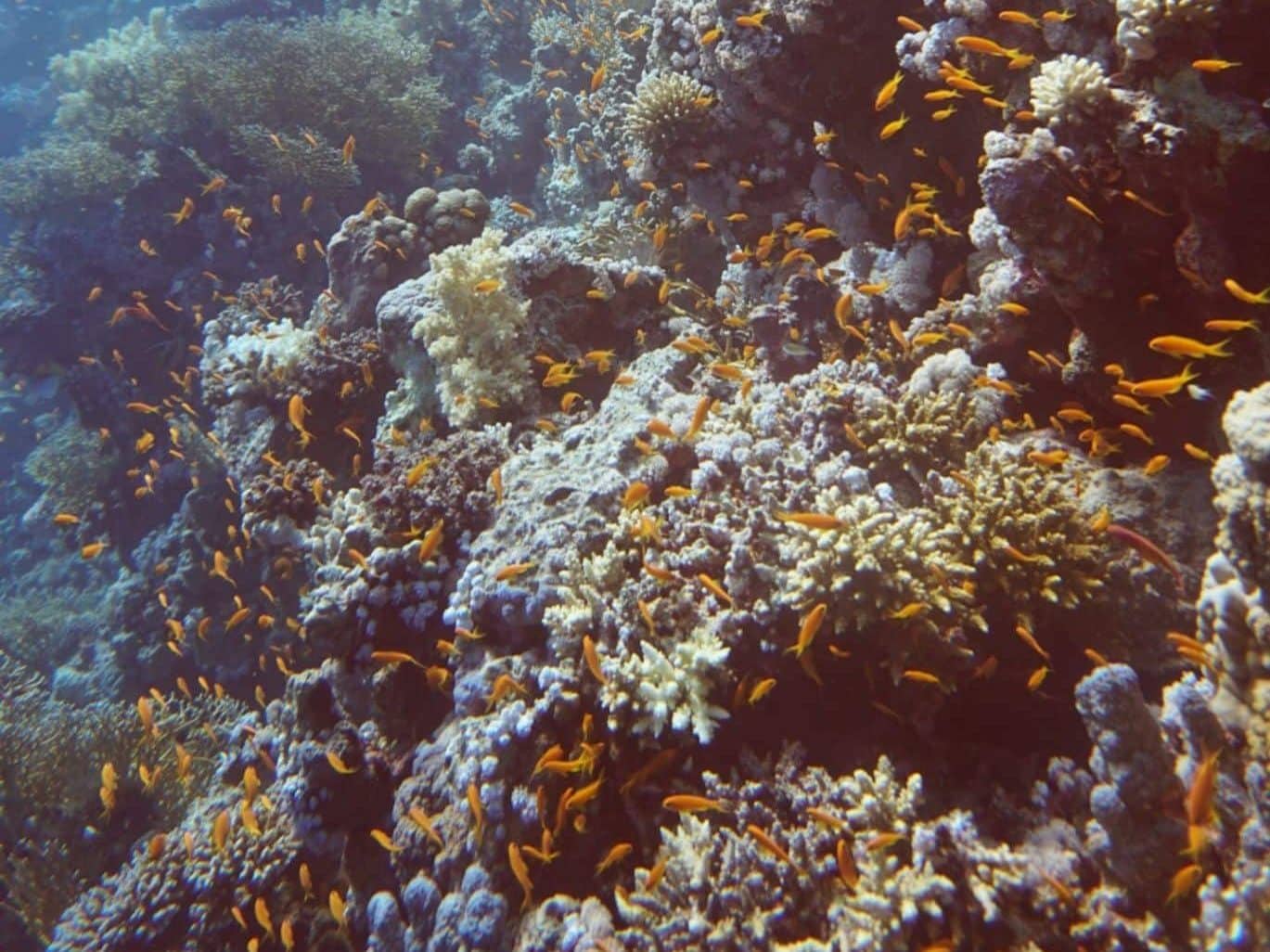Vacanze subacquee: consigli per tutti coloro che vogliono trascorrere il periodo migliore dell'anno con coralli colorati e animali marini mozzafiato. Foto: Sascha Tegtmeyer