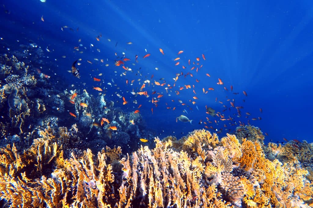 Arrecife doméstico en Marsa Alam: hay maravillosos arrecifes domésticos para hacer esnórquel y bucear en todo el Mar Rojo. Foto: Sascha Tegtmeyer Snorkel Mar Rojo Egipto Consejos Experiencias Arrecifes domésticos